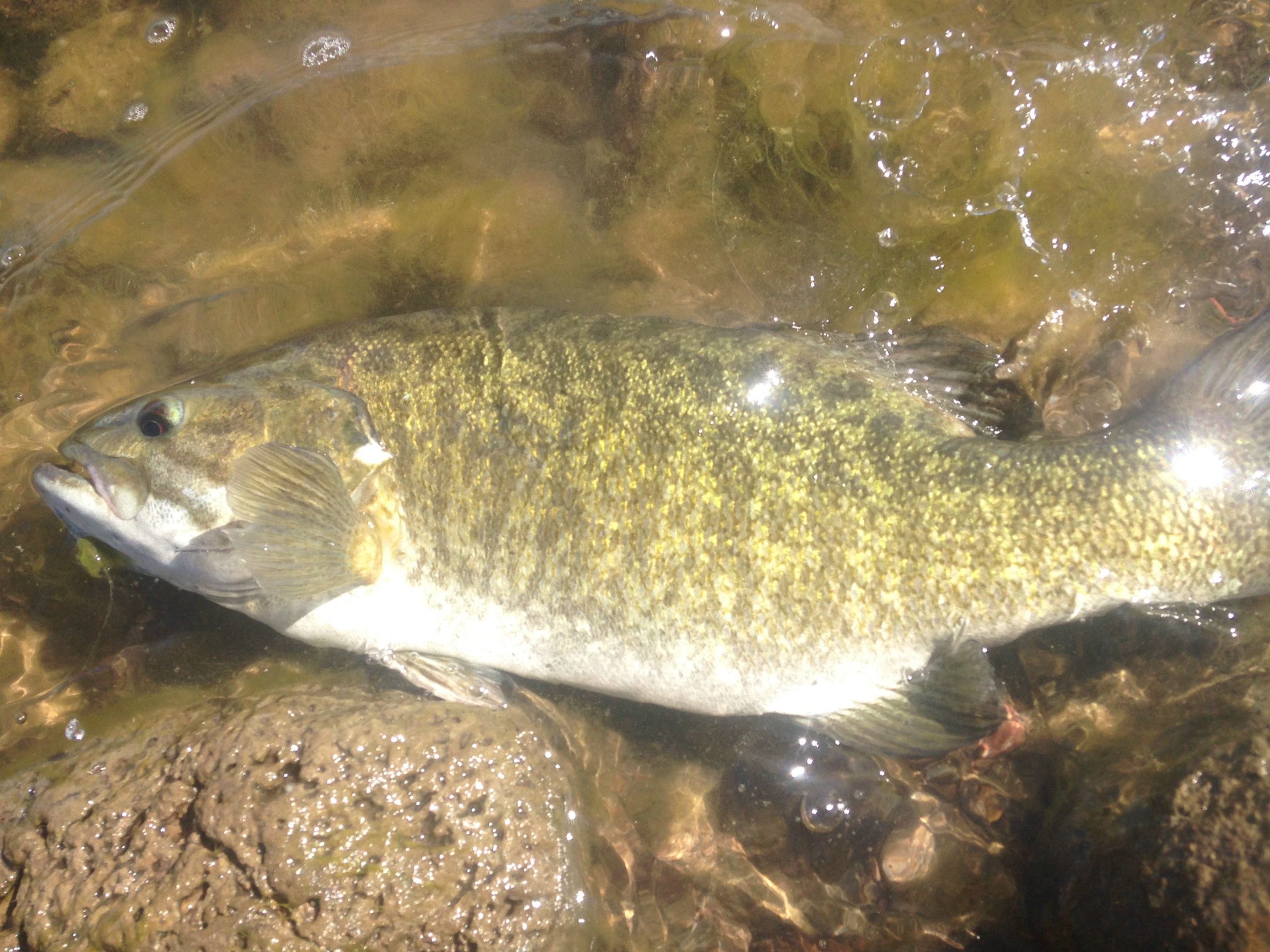 Minersville Bass Fishing