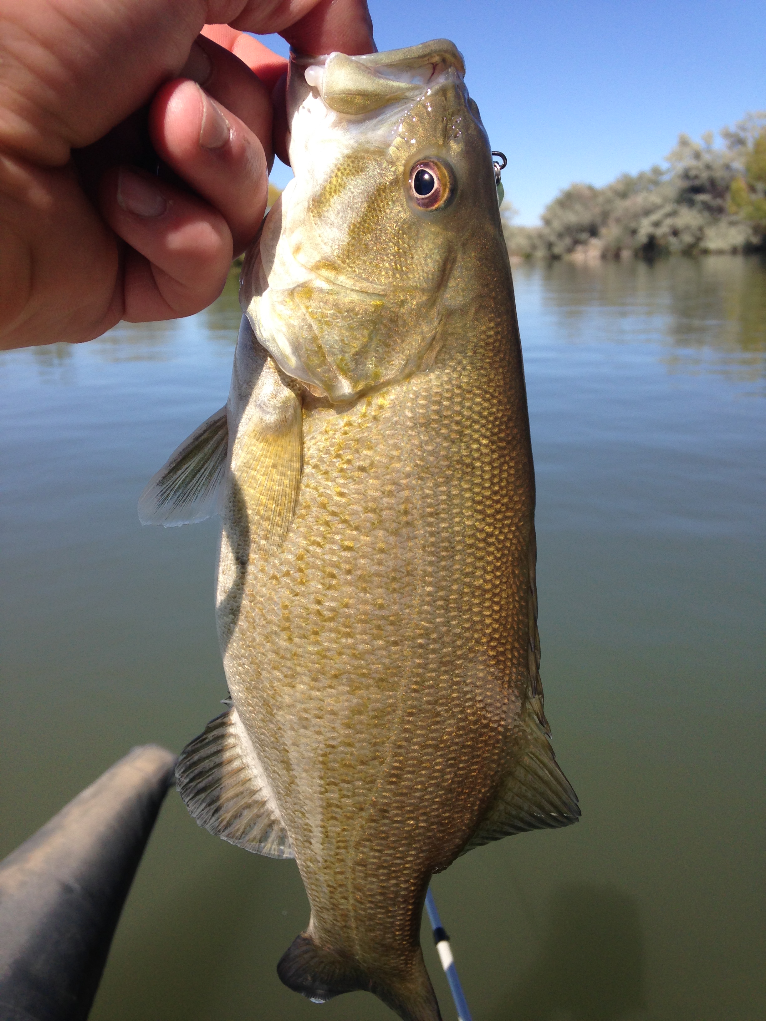 Lake Link Fishing Reports - rlphjar